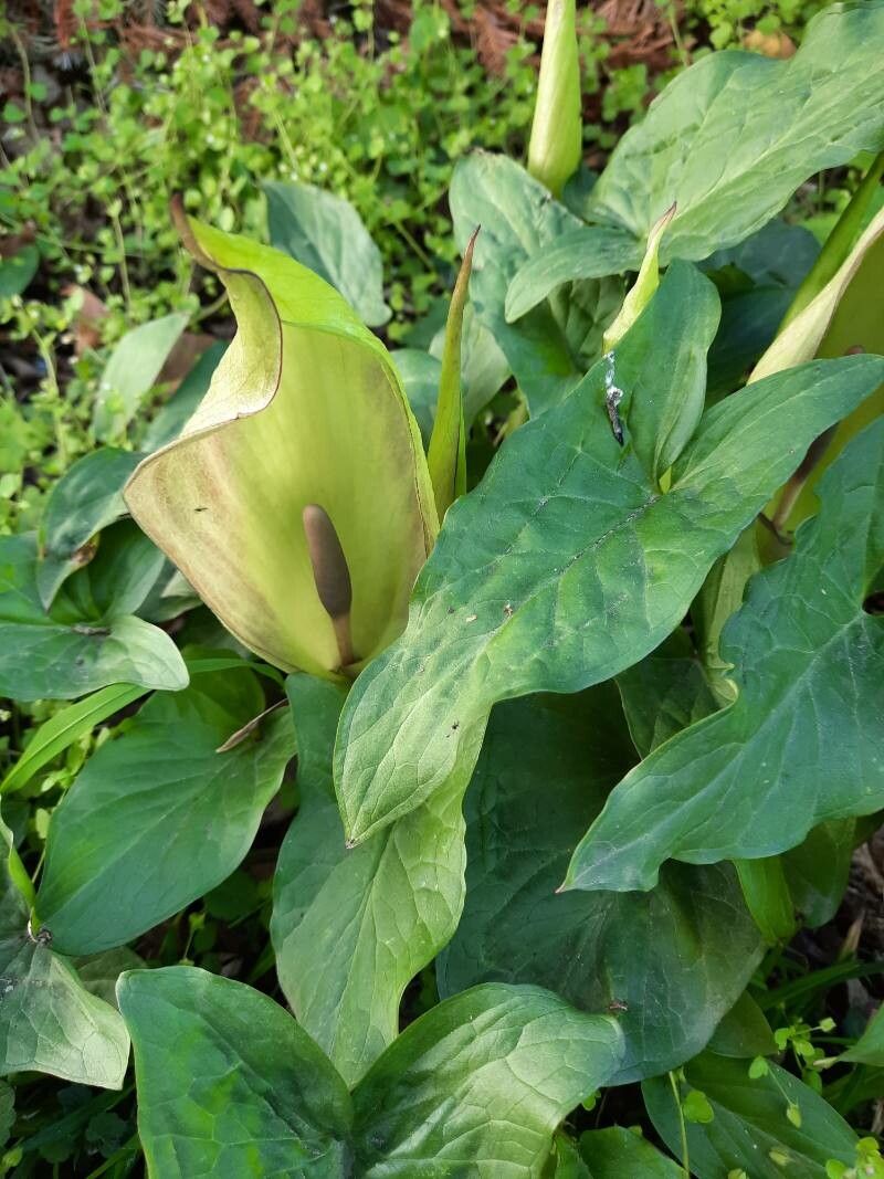 Arum italicum x Arum maculatum flower