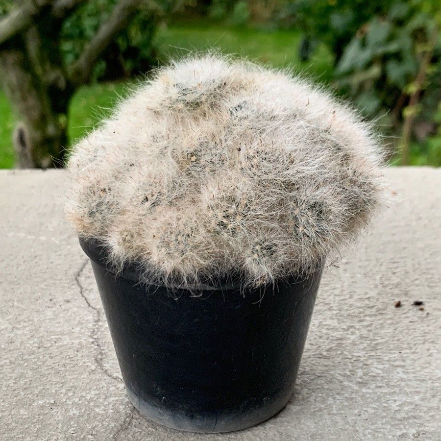 Mammillaria glassii leaf