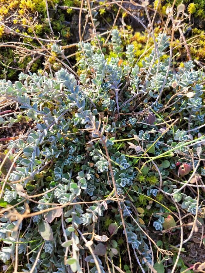 Alyssum loiseleurii — houseplant care guide