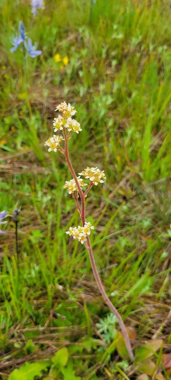 Micranthes integrifolia — houseplant care guide