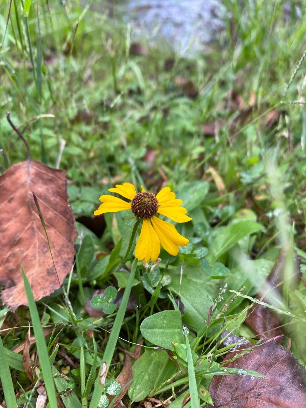Helenium flexuosum fruit