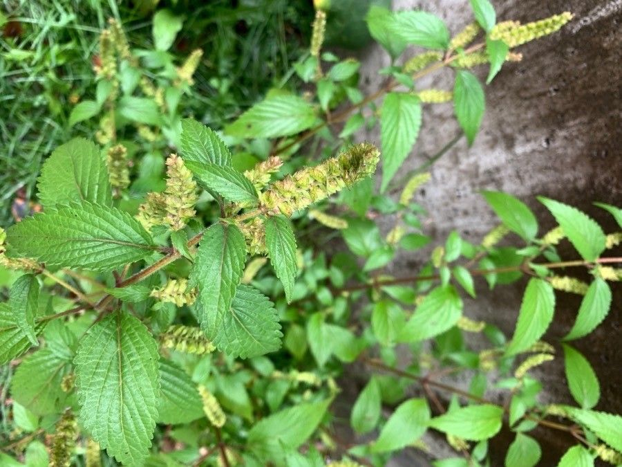 Elsholtzia ciliata flower