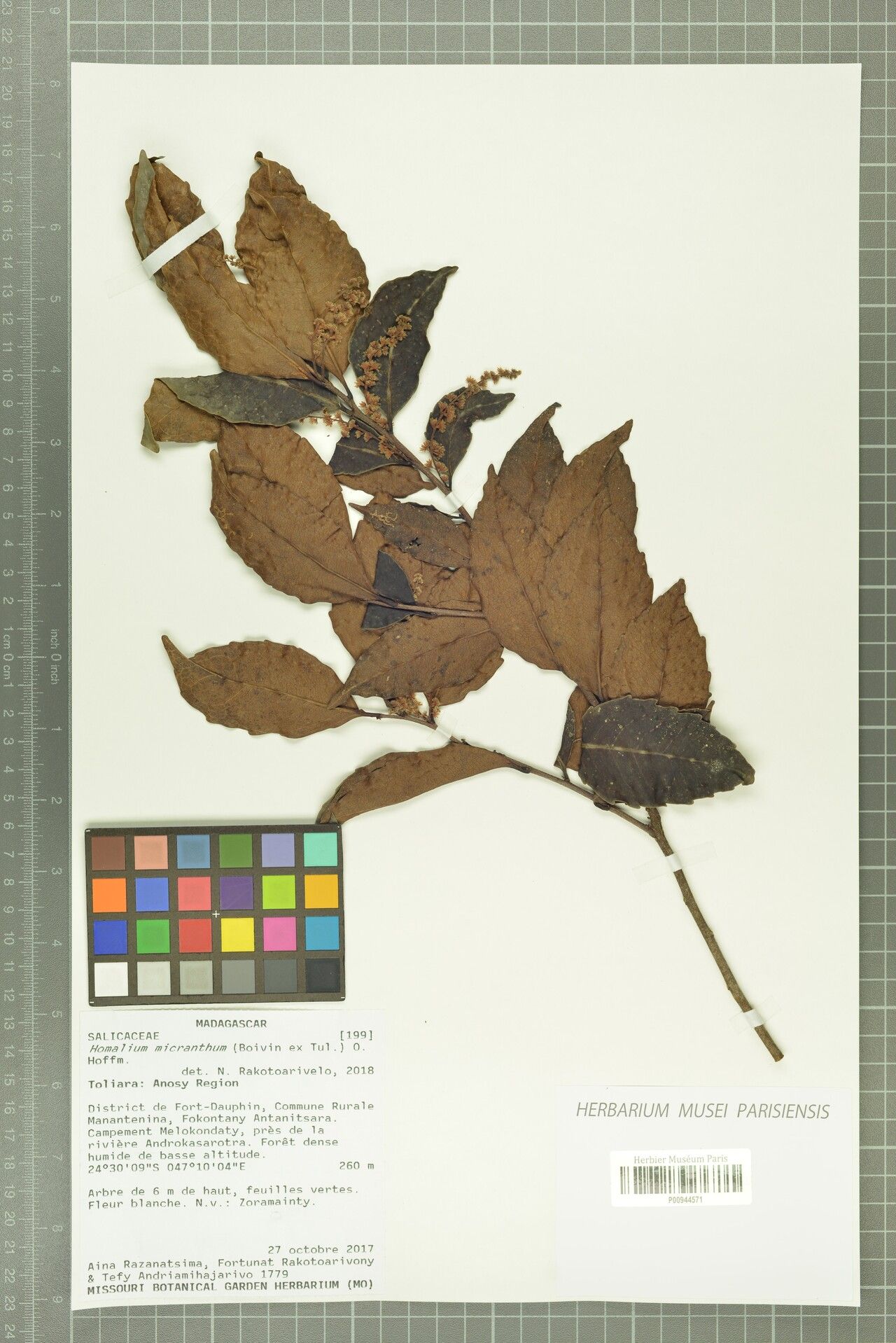 Homalium micranthum — houseplant care guide