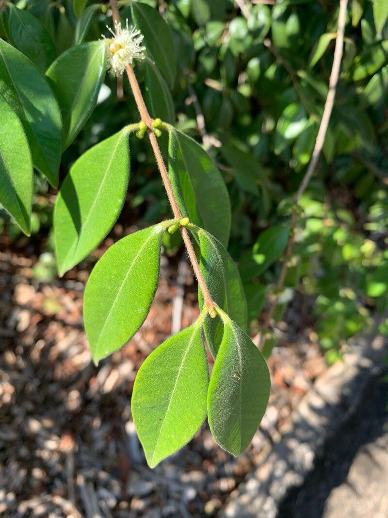 Myrciaria pilosa — houseplant care guide