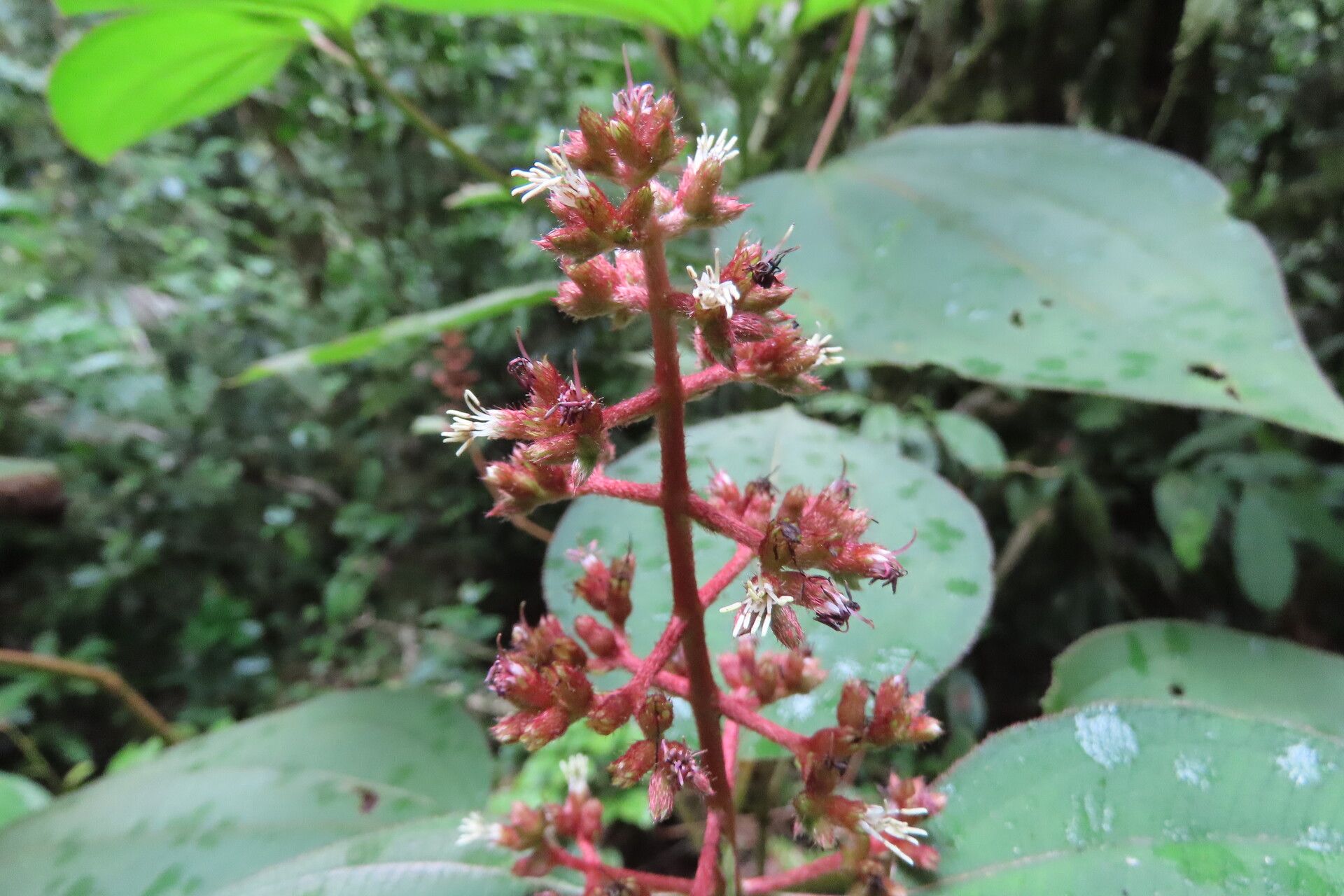Miconia granatensis flower