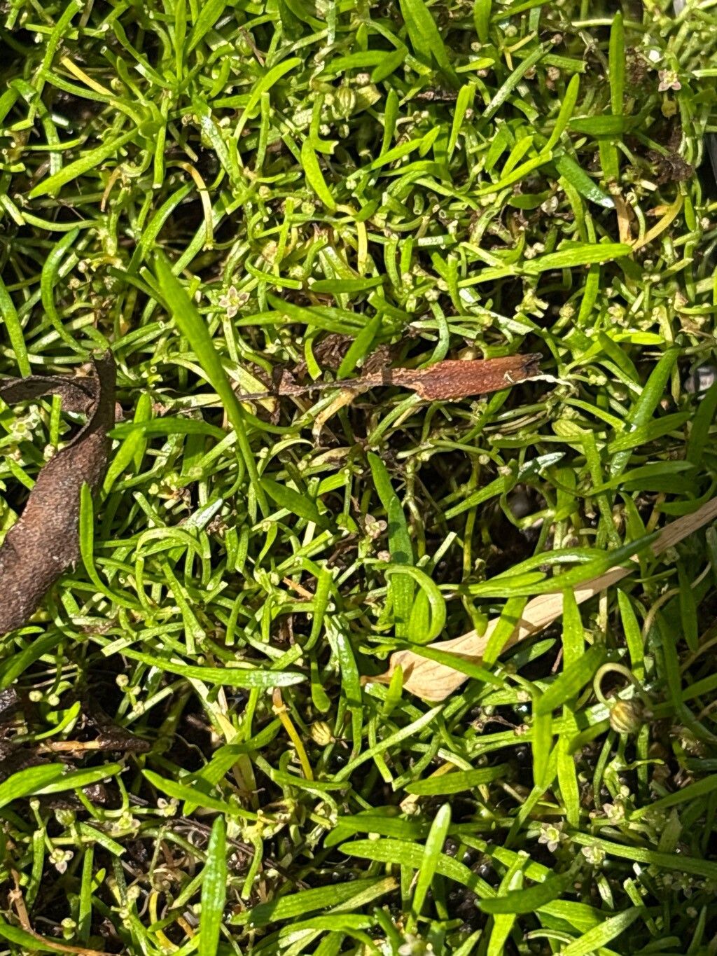 Lilaeopsis minor — related species from the same genus