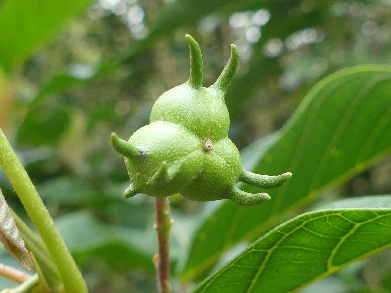 Cordemoya integrifolia fruit