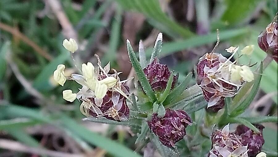 Plantago sempervirens flower