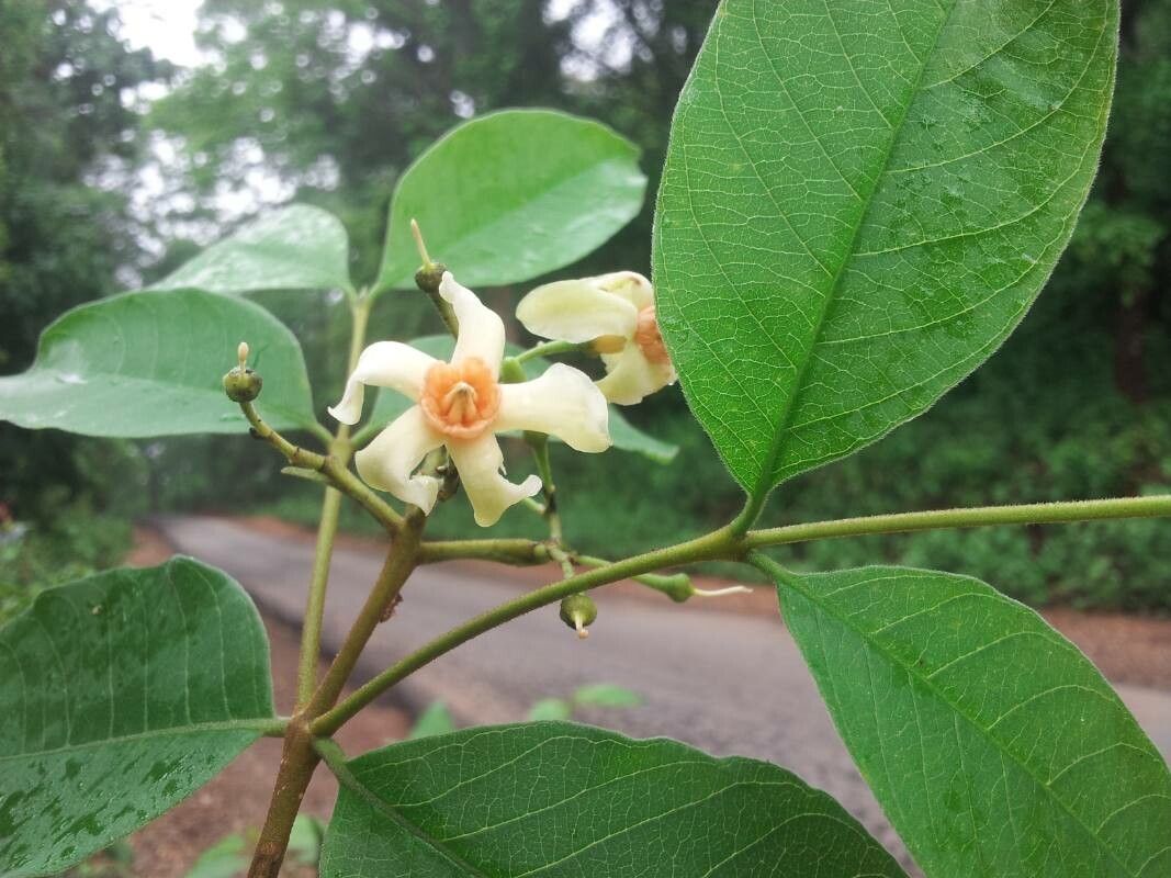 Wrightia arborea flower