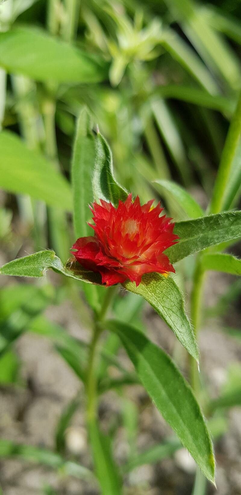 Gomphrena haageana flower