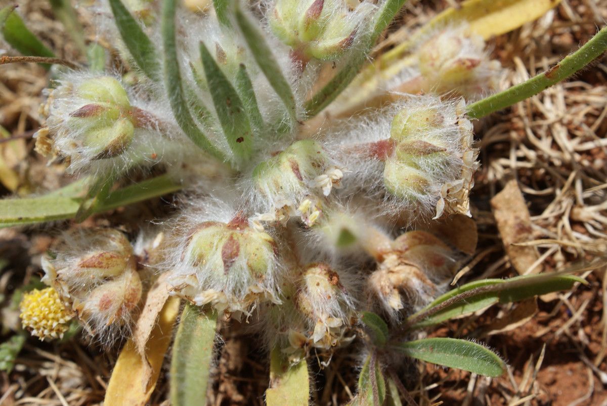Plantago cretica habit