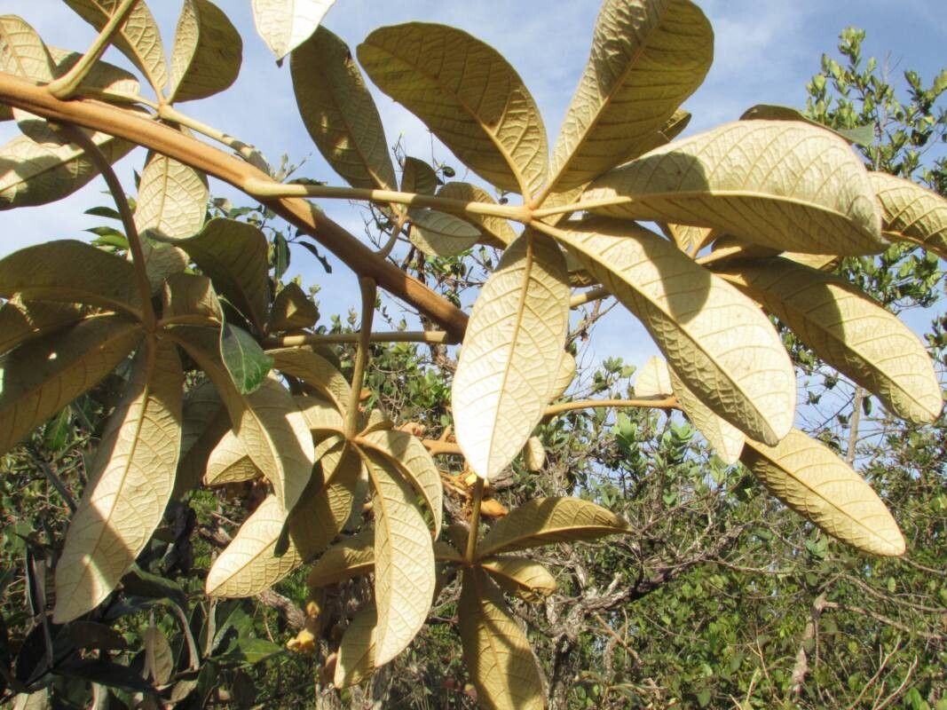 Zeyheria montana — related species from the same genus