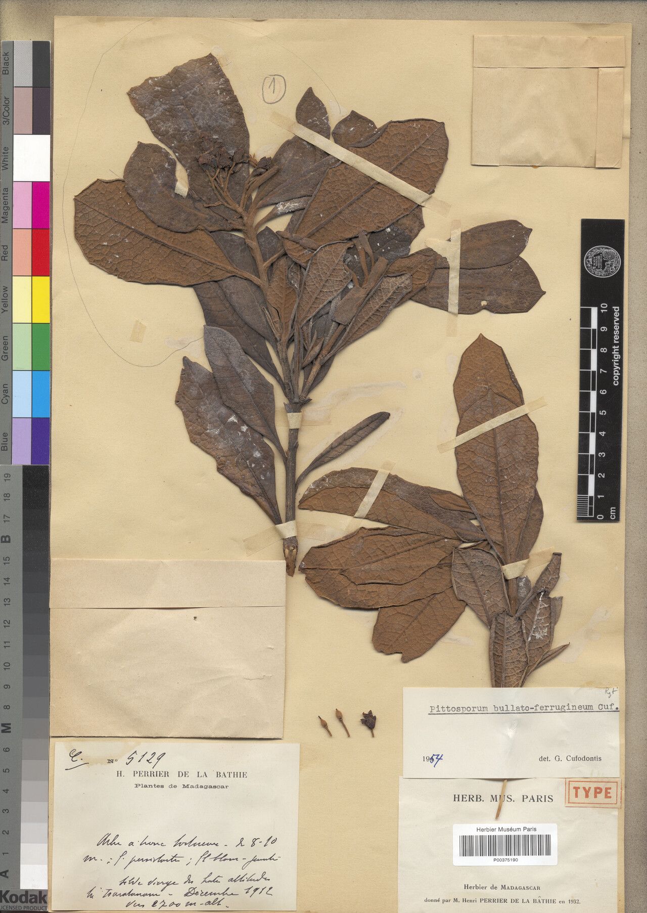 Pittosporum bullatoferrugineum — search result for 'Pittosporum'