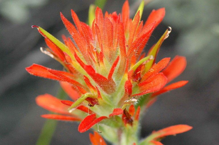Castilleja peckiana flower