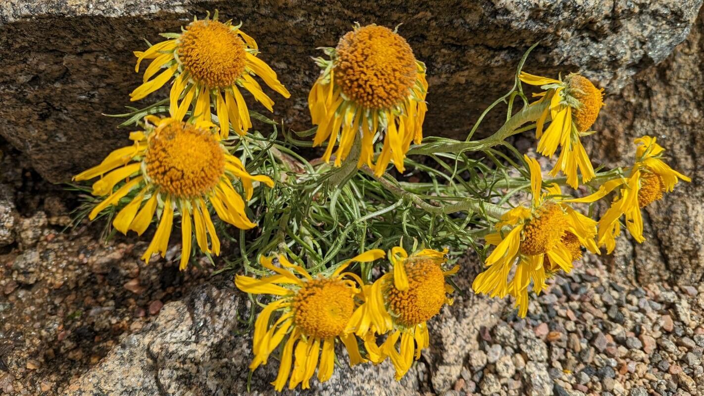 Hymenoxys cooperi flower