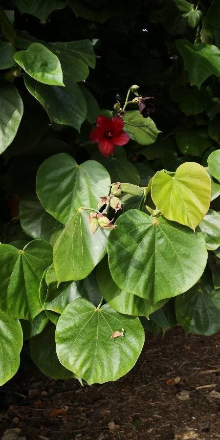 Hibiscus elatus leaf