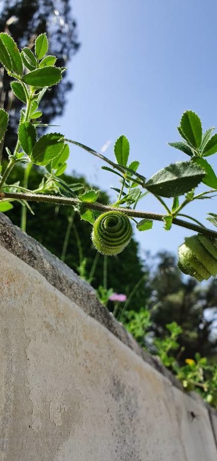Medicago scutellata flower