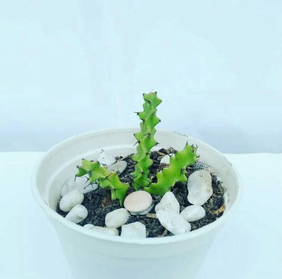 Euphorbia knobelii — houseplant care guide