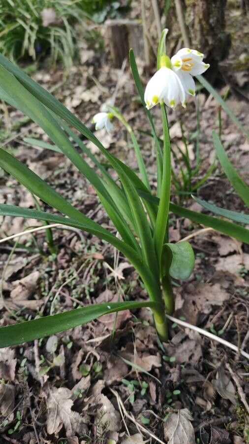 Leucojum pulchellum habit