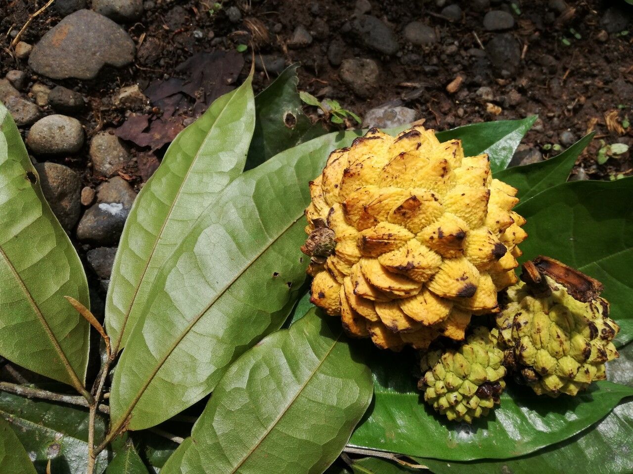 Duguetia panamensis fruit