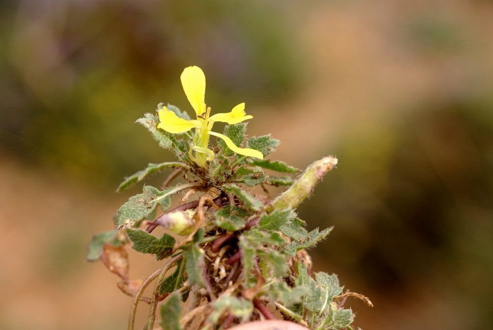 Raffenaldia primuloides flower