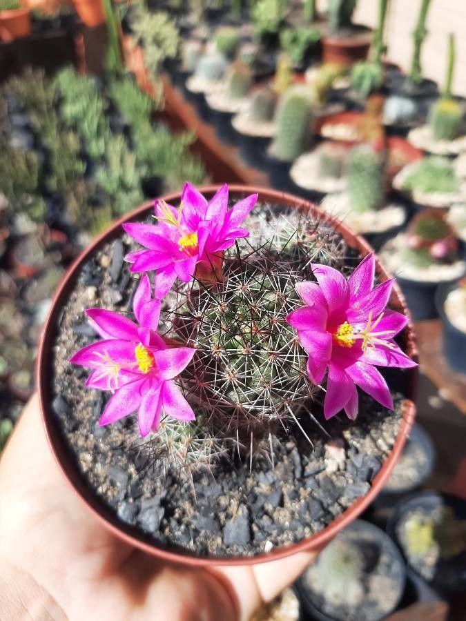Mammillaria grahamii flower