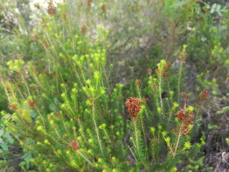 Erica multiflora fruit