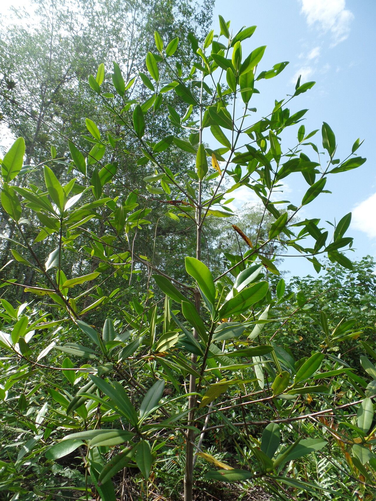 Rhizophora × harrisonii habit