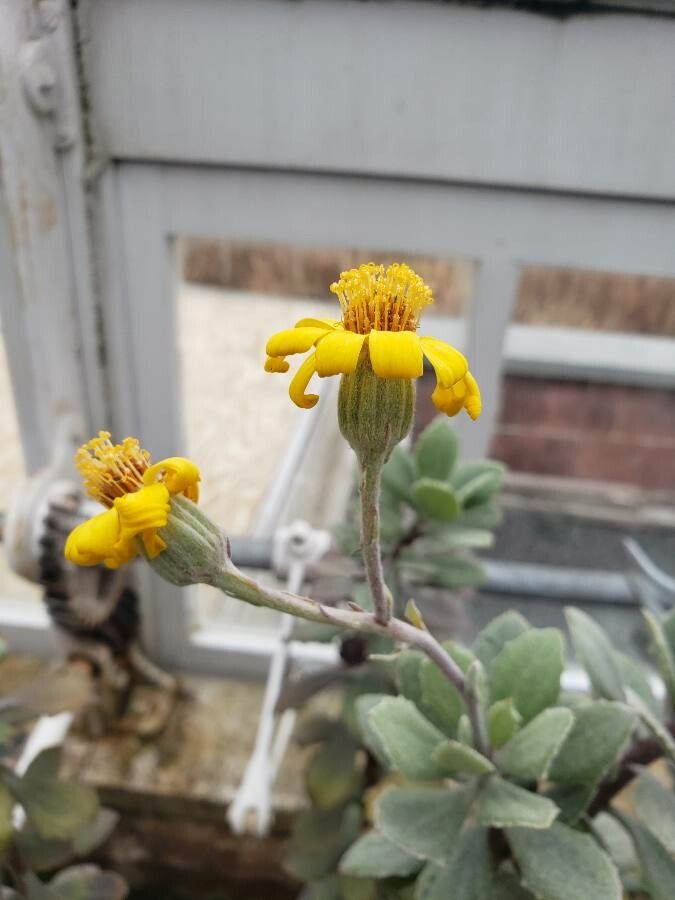 Senecio medley-woodii flower