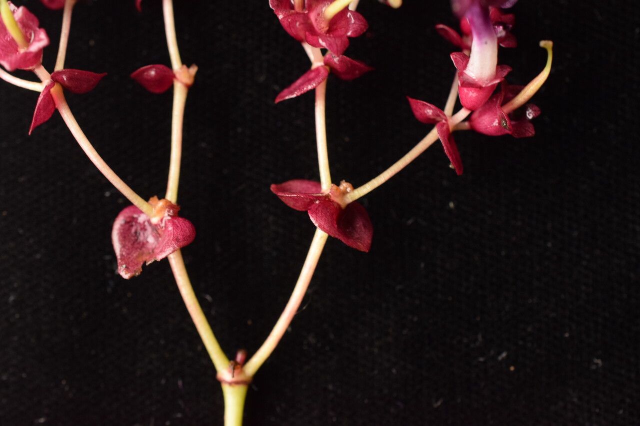 Didymocarpus primulifolius habit