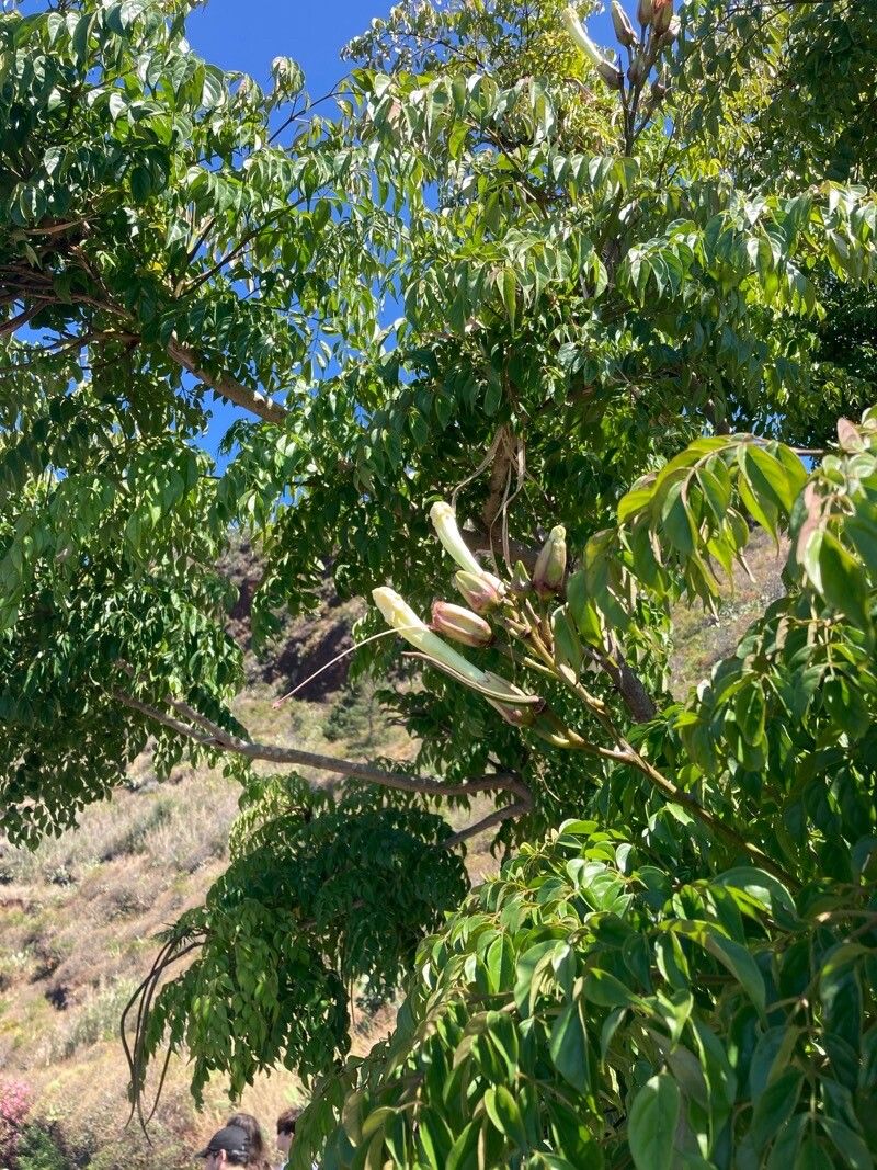 Oroxylum indicum flower