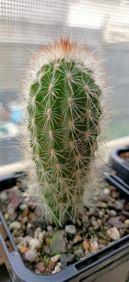 Espostoa mirabilis leaf