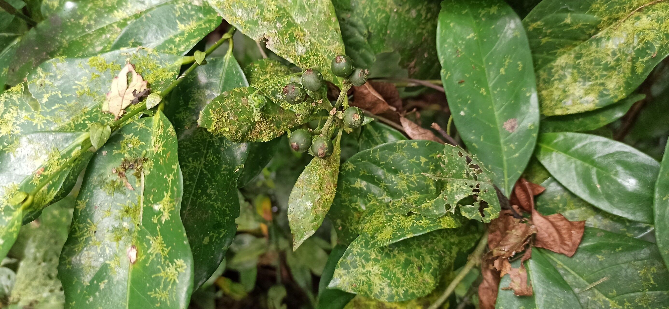 Psychotria aurantiiflora fruit