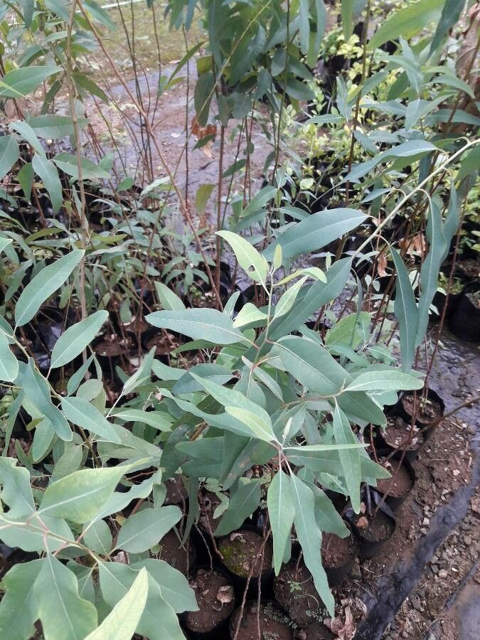 Eucalyptus citrinoides leaf