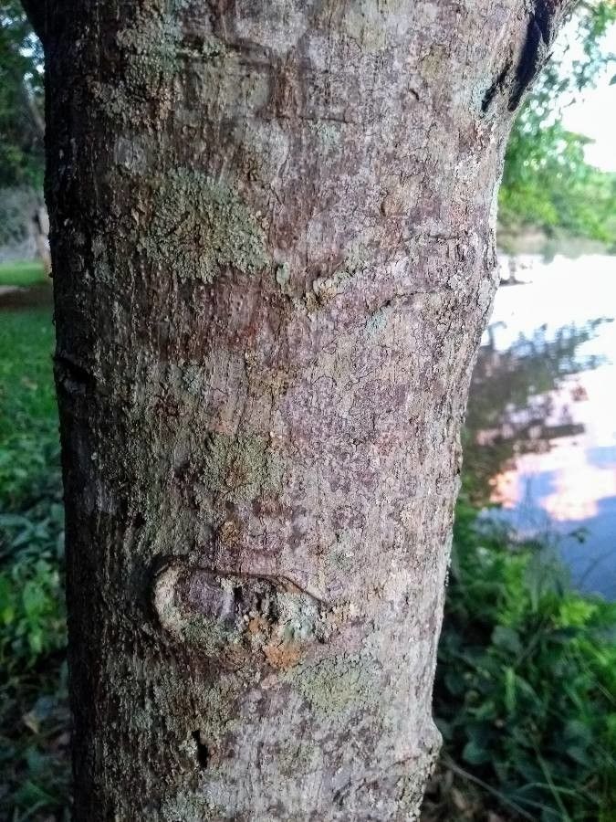 Ficus adhatodifolia bark