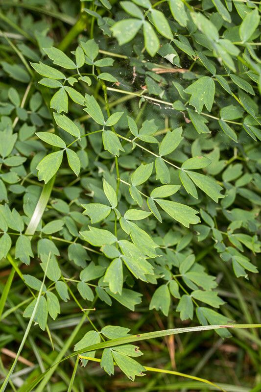Thalictrum minus leaf