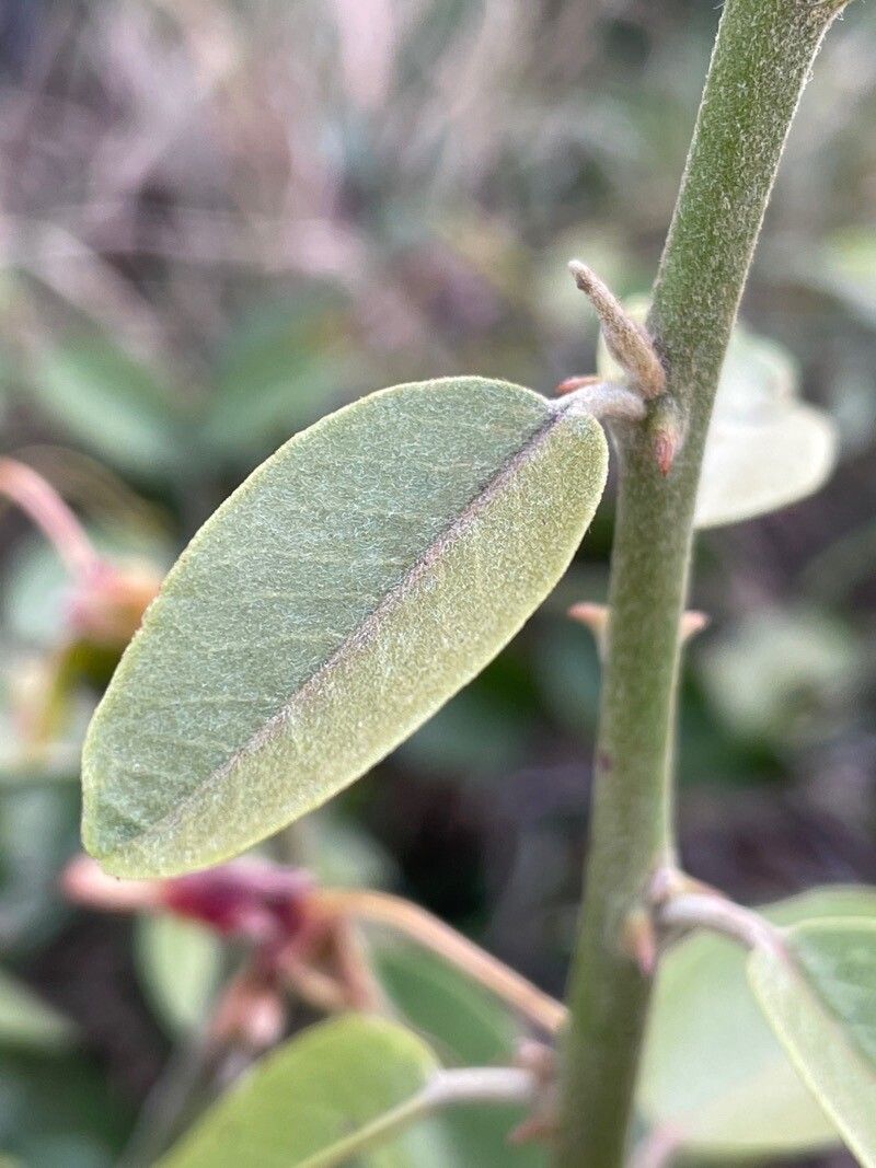 Capparis tomentosa leaf