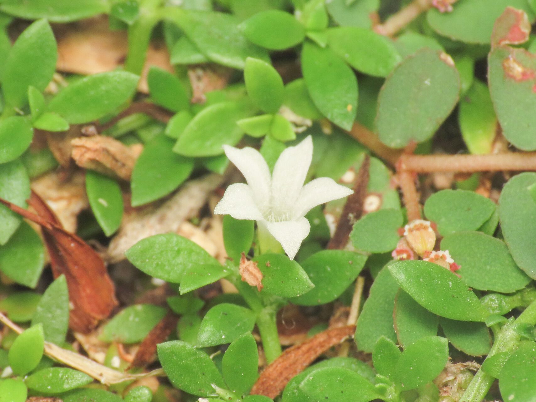 Dentella repens flower