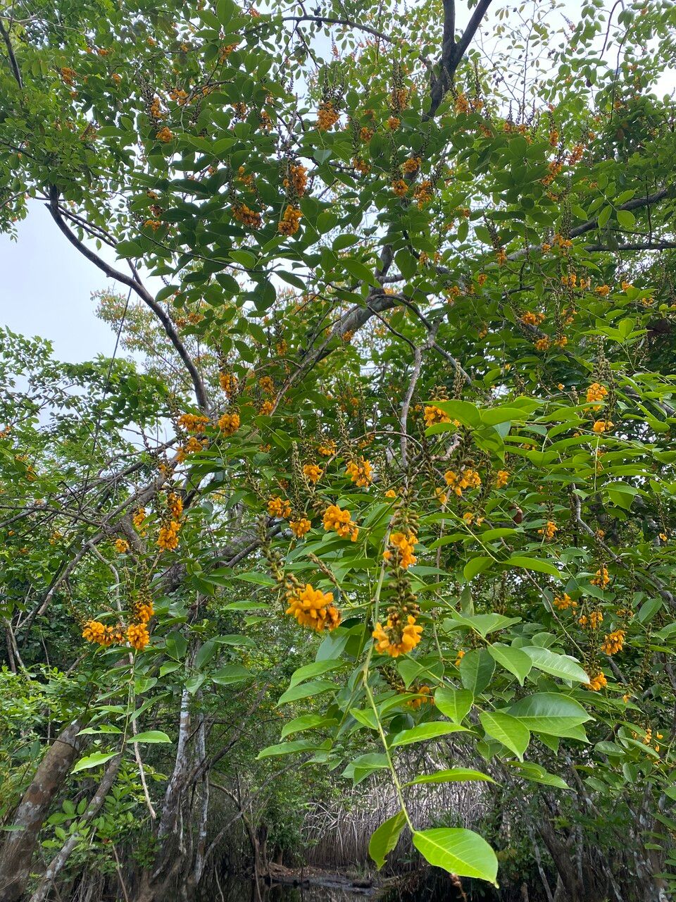 Pterocarpus santalinoides habit