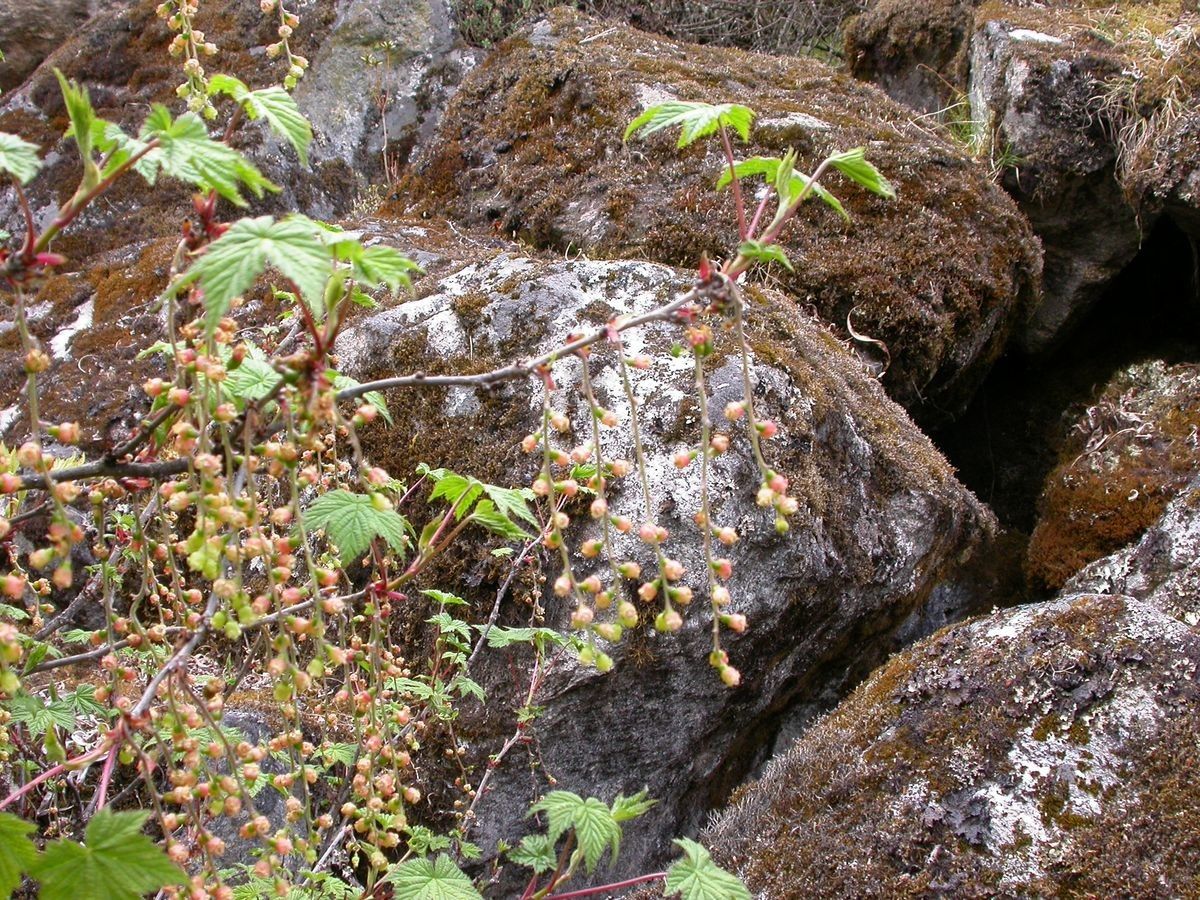 Ribes griffithii other