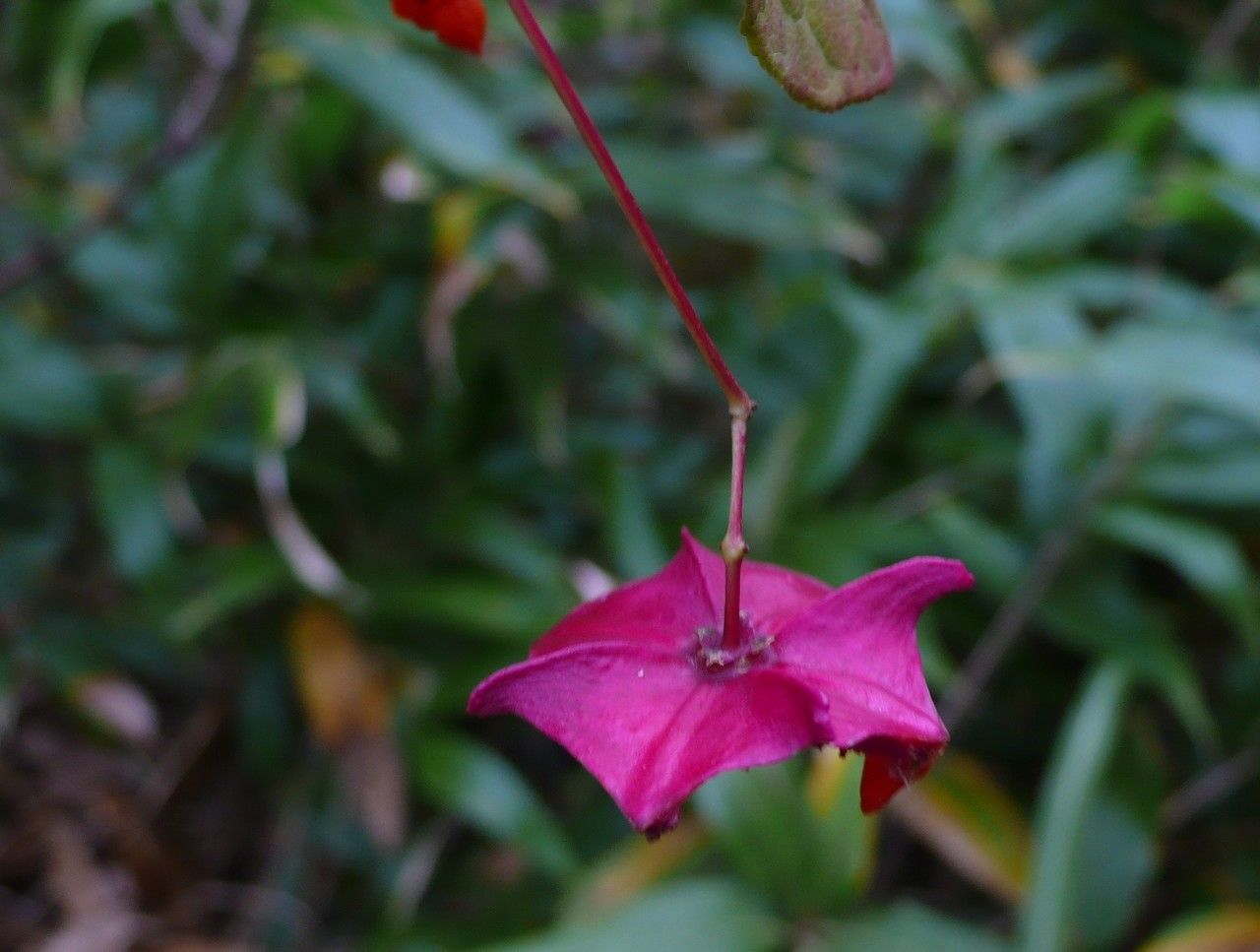 Euonymus macropterus fruit