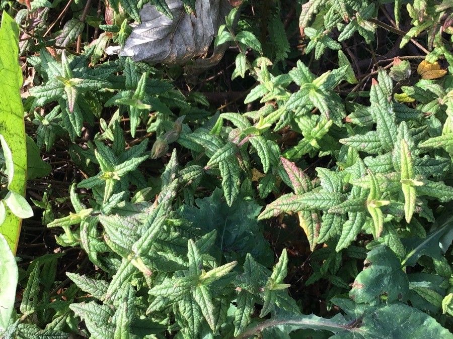 Cistus umbellatus — search result for 'Cistus'