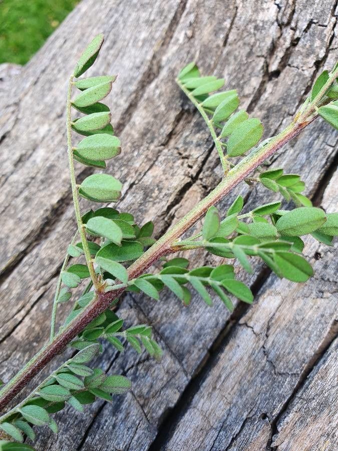 Colutea abyssinica leaf