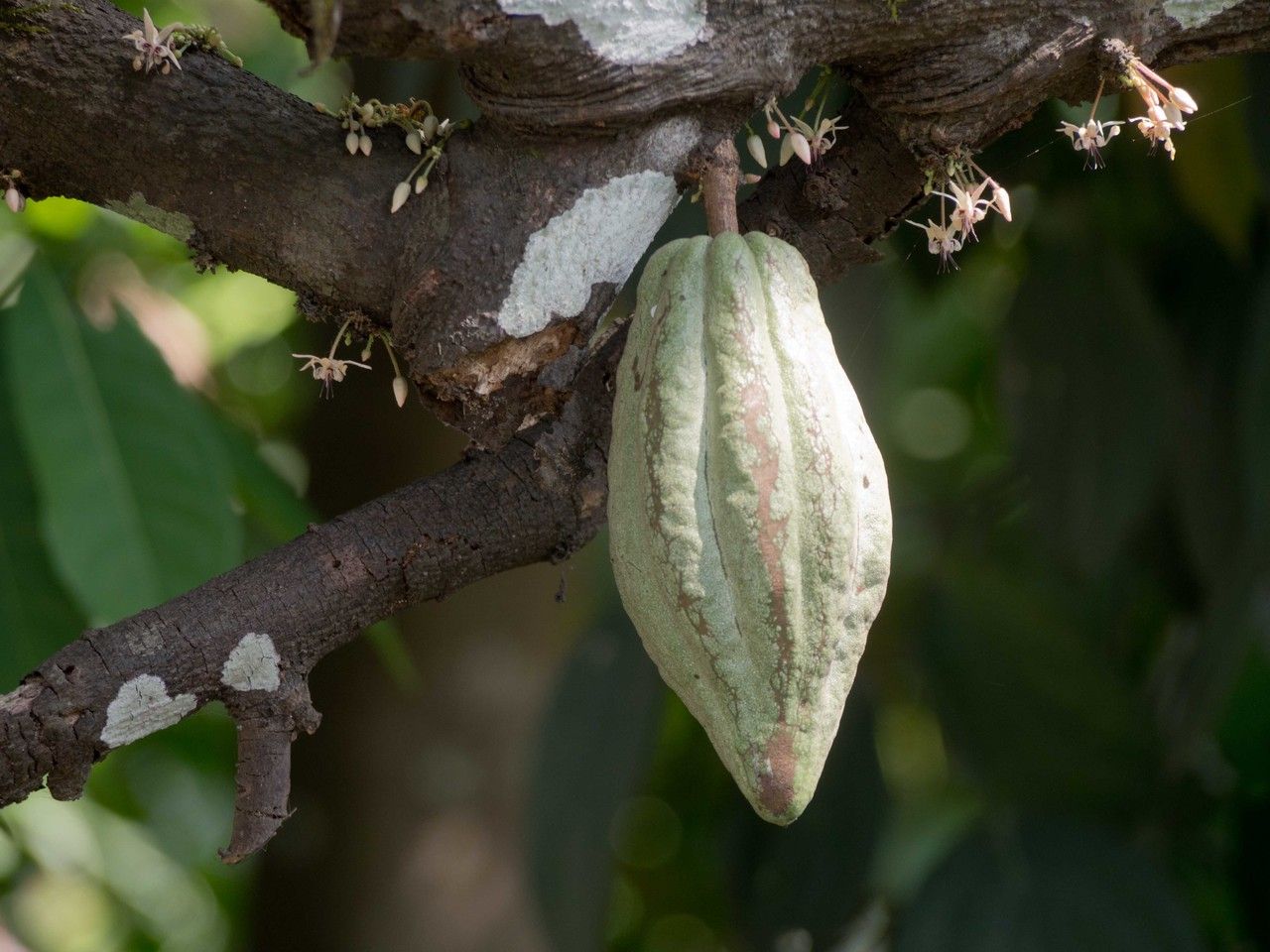 Theobroma cacao flower
