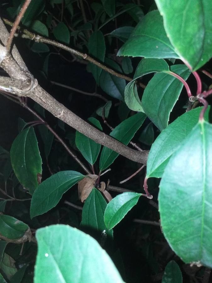 Viburnum propinquum bark