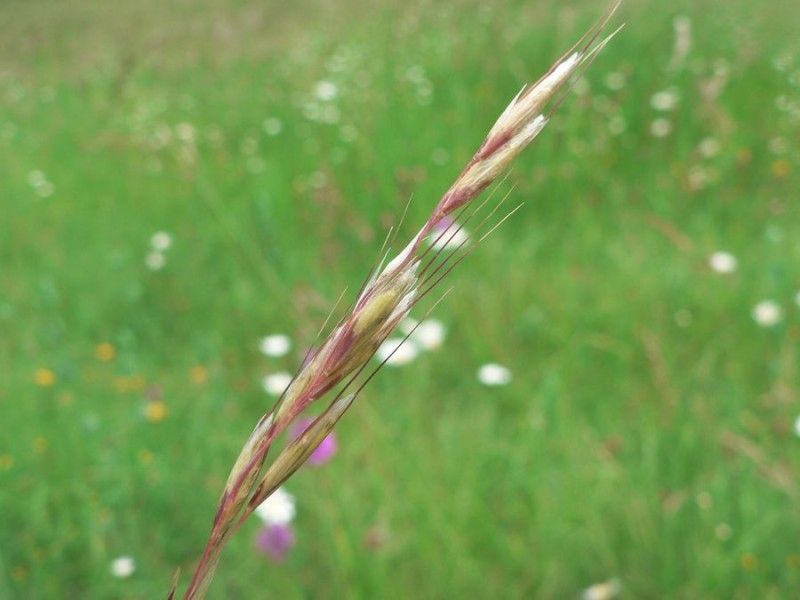 Avenula pubescens fruit