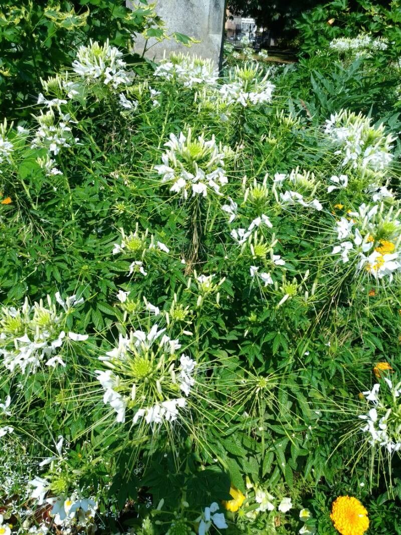 Cleoserrata speciosa habit