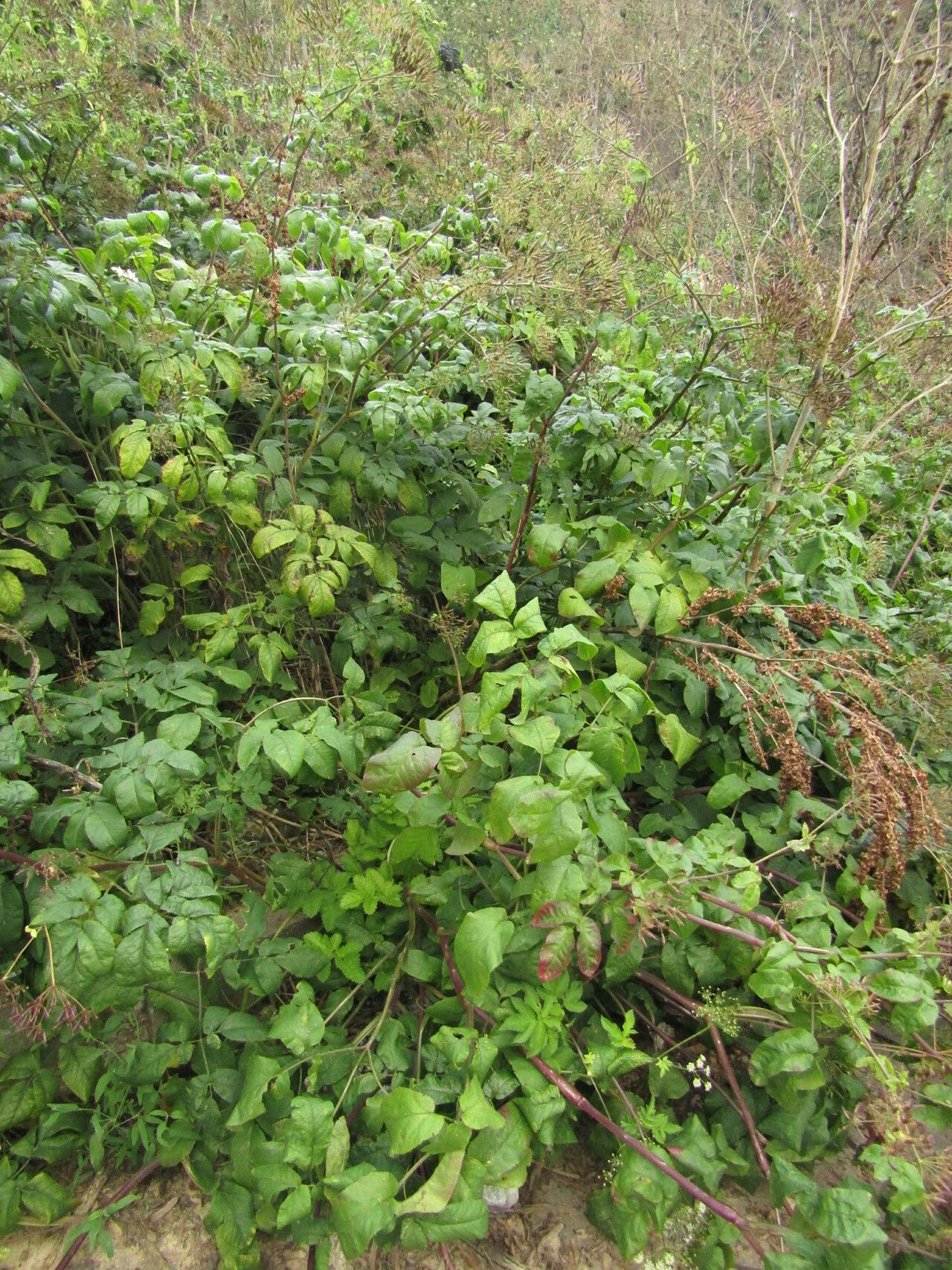 Chaerophyllum byzantinum habit