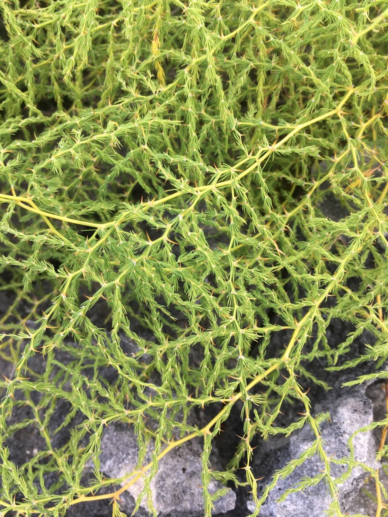 Asparagus greveanus — houseplant care guide