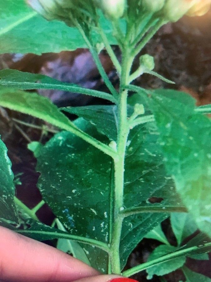 Pluchea camphorata other